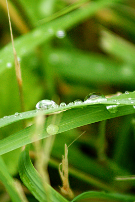 Drops, par Xavier E. G. Dierick